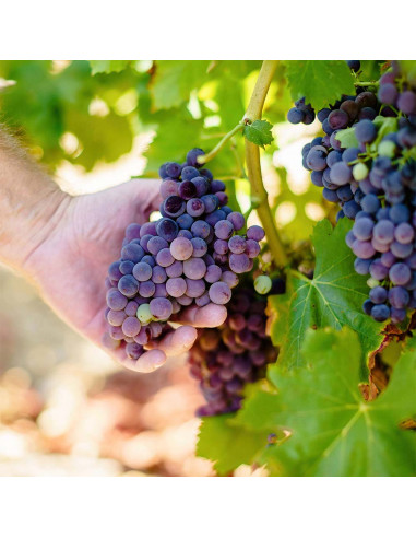 CHÂTEAU AUBARET - Le Château red