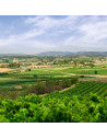 Vignes Domaines de Cibadiès à Capestang.